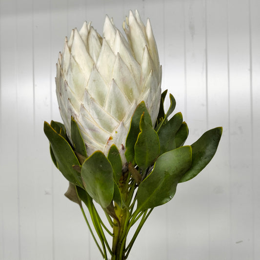 Protea King Satin - Per Stem - Pudu Ria Florist Southern