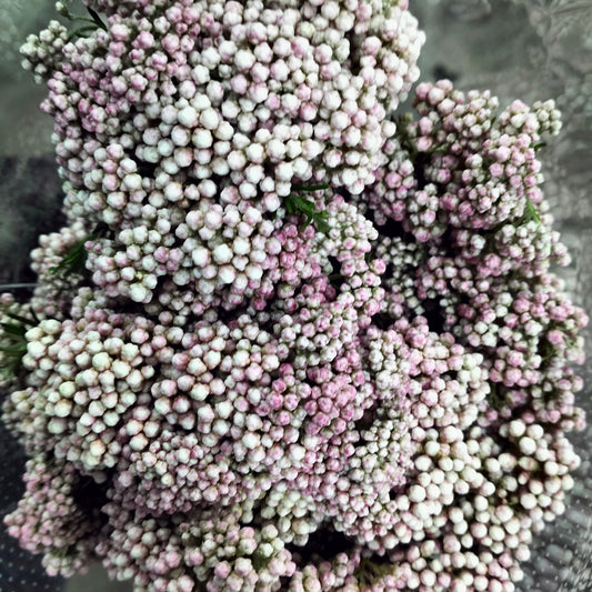 Rice Flower Pink - Pudu Ria Florist Southern