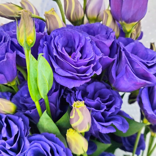 Eustoma  Dark Purple (12-15 Stems) - Pudu Ria Florist Southern