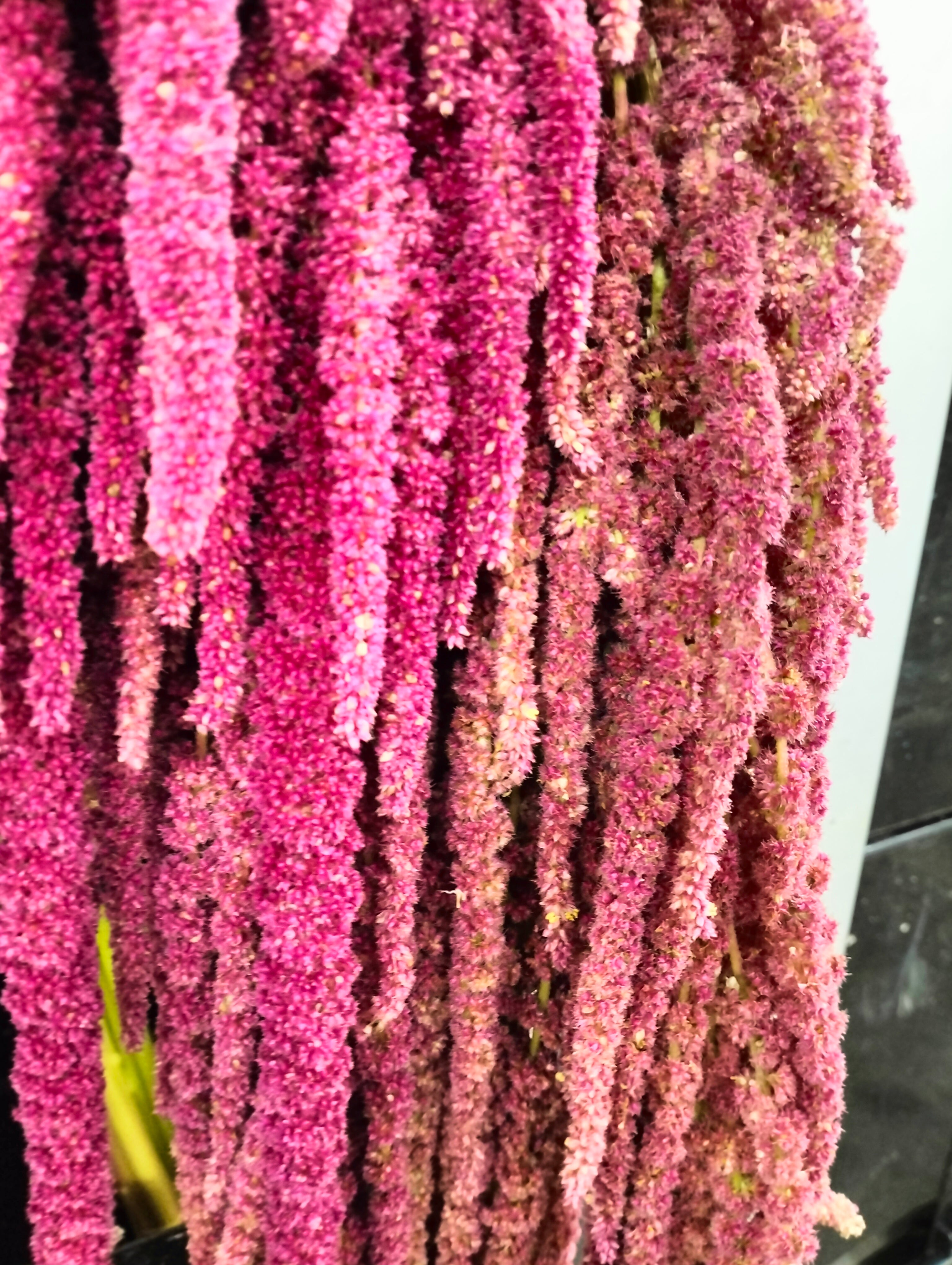 Amaranthus Red Wholesale Flowers Delivery In Jb And Singapor Pudu