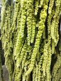 Amaranthus Green - Pudu Ria Florist Southern