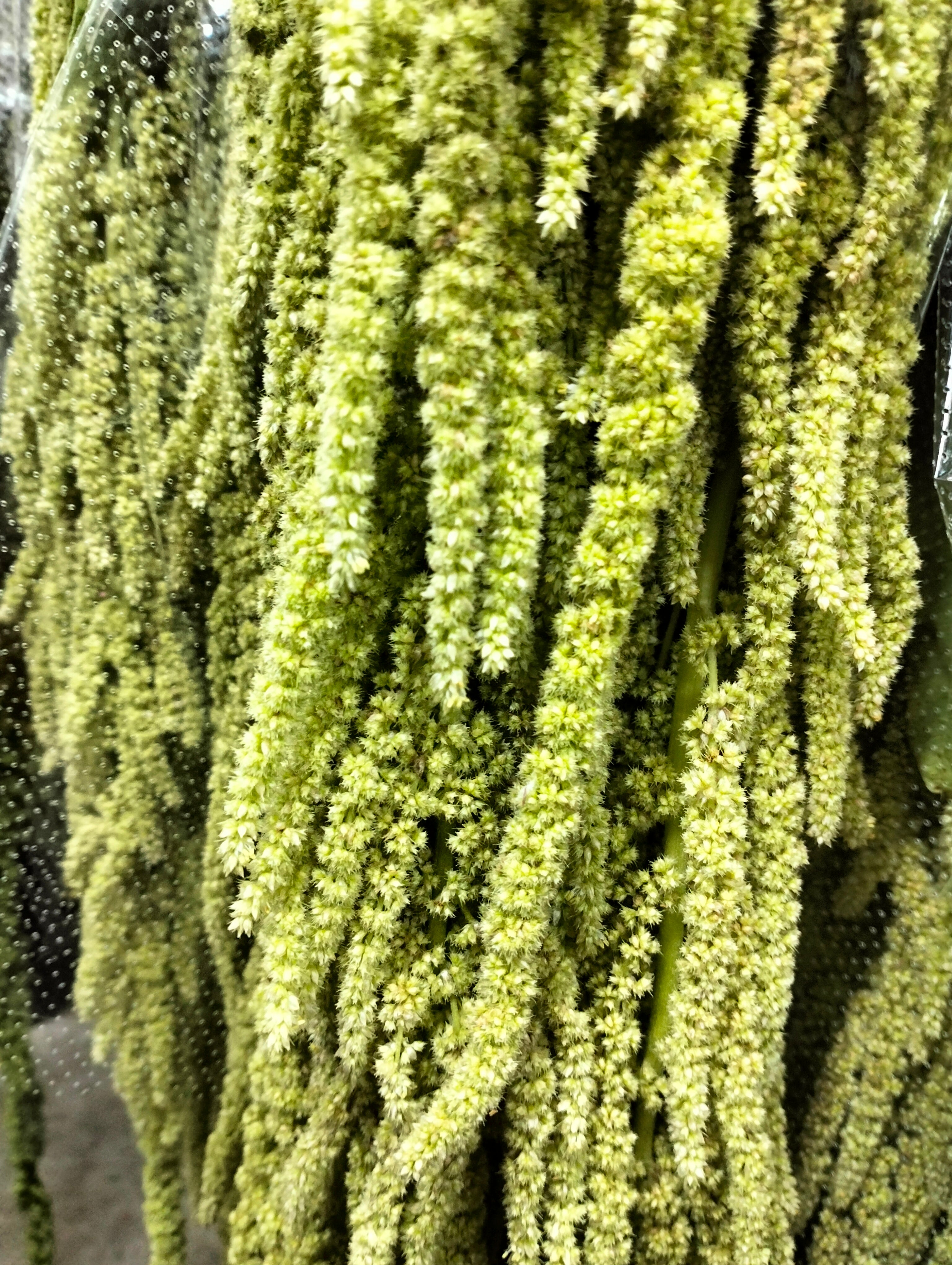 Amaranthus Green - Pudu Ria Florist Southern