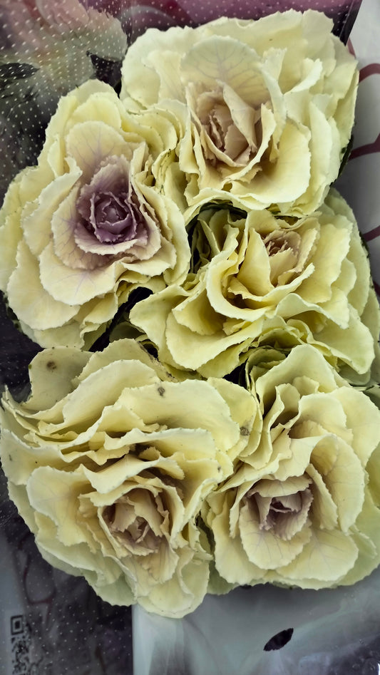 Mini Brassica White (5 Stems) - Pudu Ria Florist Southern