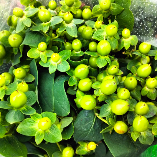 Berry Hypericum green - Pudu Ria Florist Southern