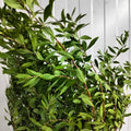 Snowflake Leaf - Per Pack - Pudu Ria Florist Southern