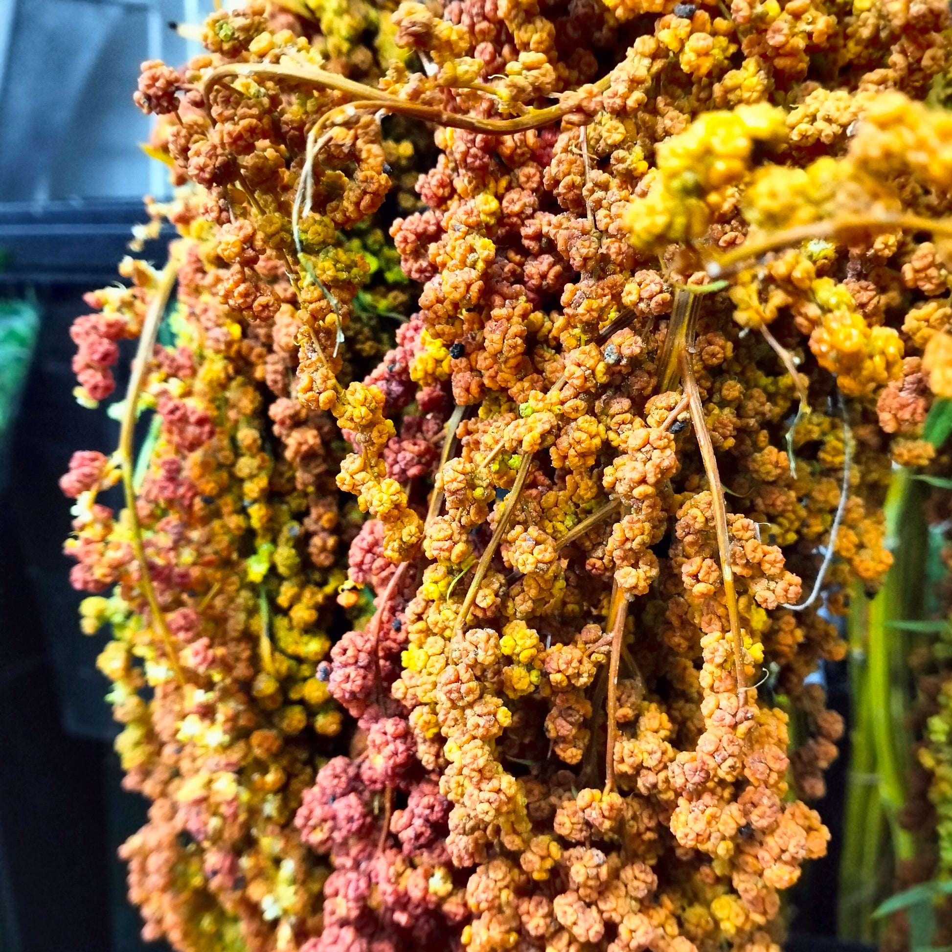 Amaranthus Orange - Pudu Ria Florist Southern