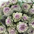 Mini Brassica Light Purple  (5 Stems) - Pudu Ria Florist Southern