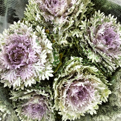 Mini Brassica Light Purple  (5 Stems) - Pudu Ria Florist Southern