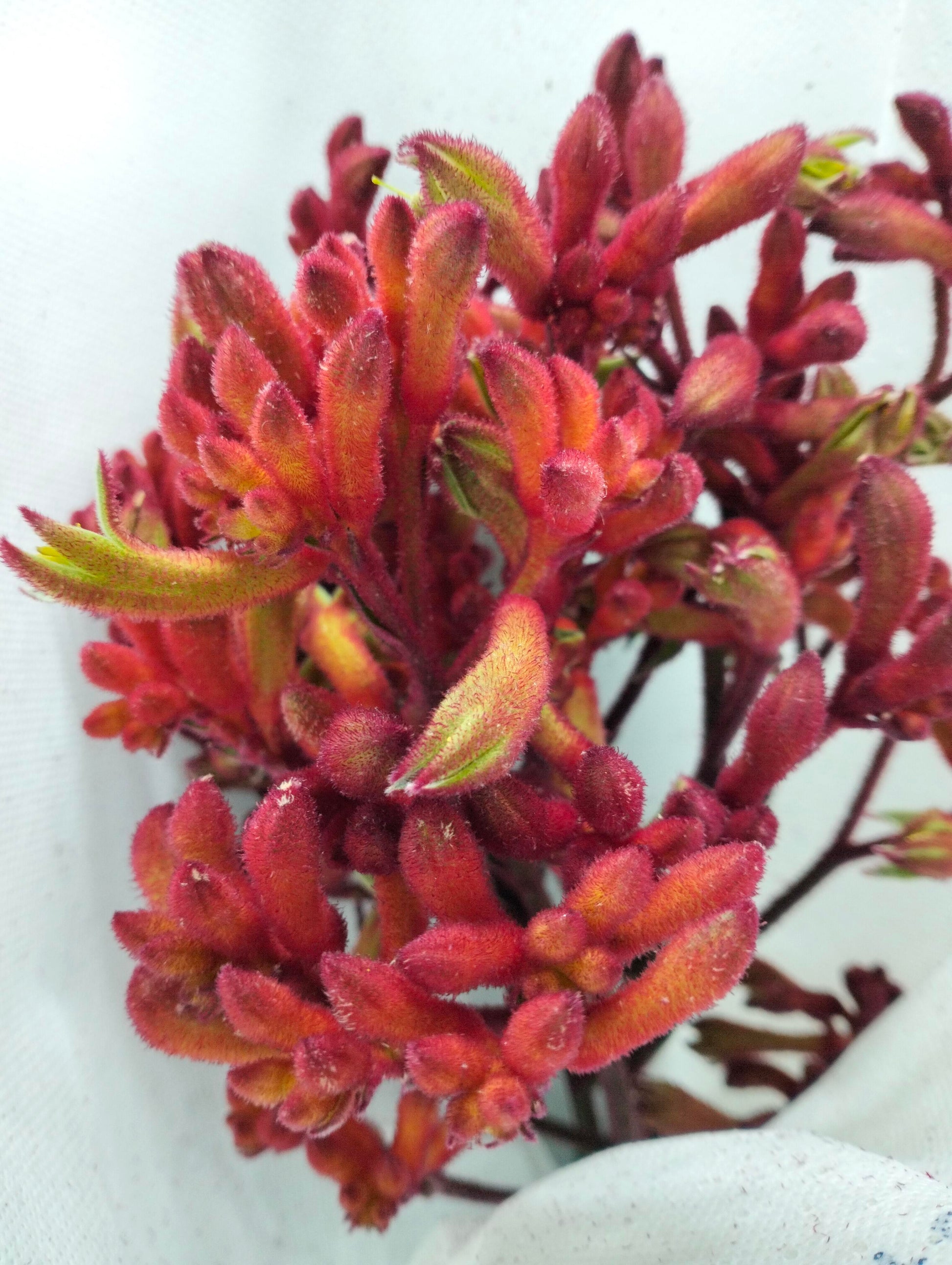 Kangaroo Paw Red - Pudu Ria Florist Southern