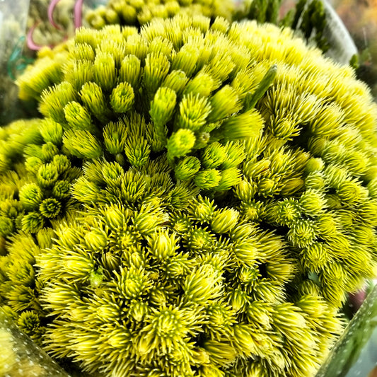 Nebelia paleacea - Pudu Ria Florist Southern