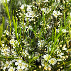 Wax Flower White - 5 Stems - Pudu Ria Florist Southern