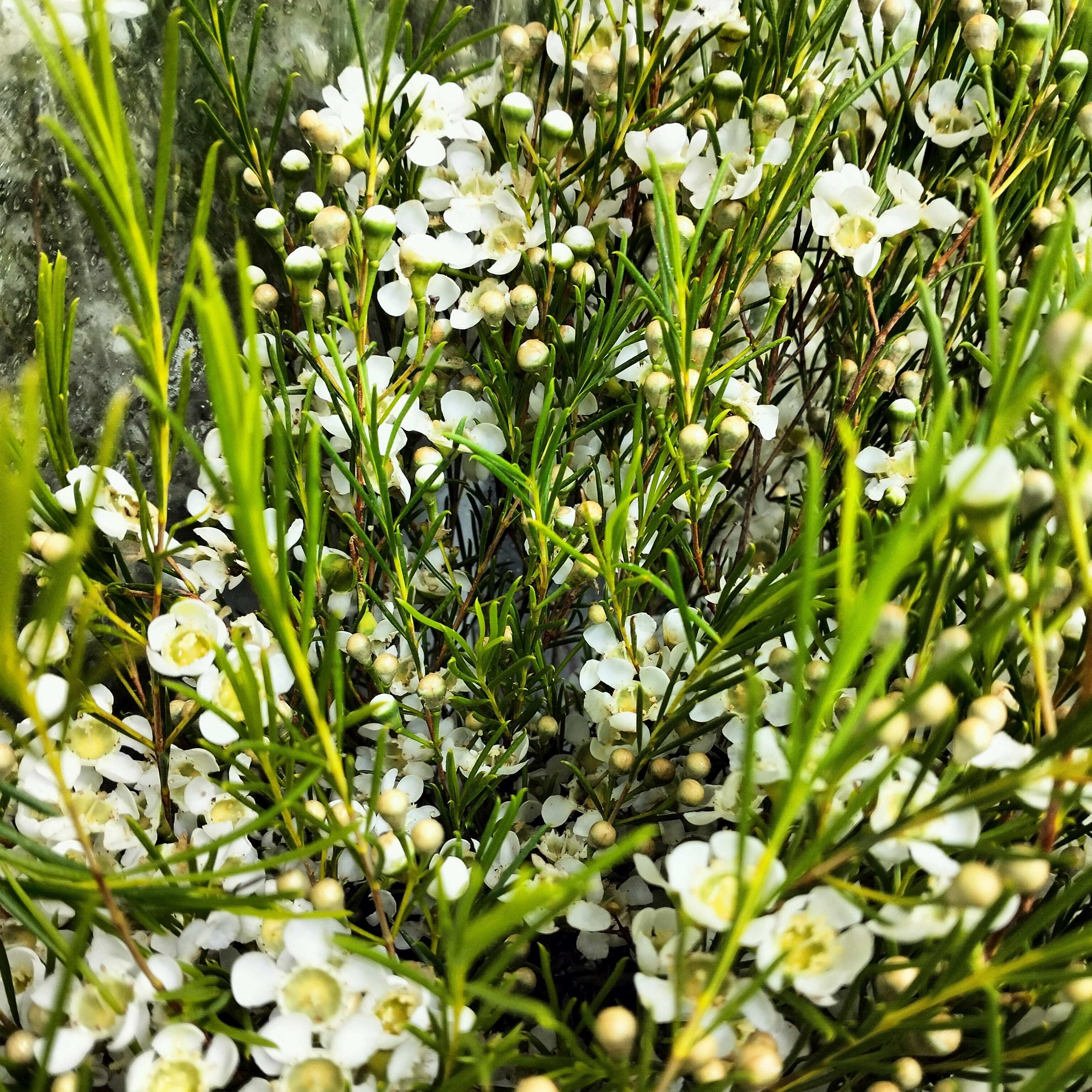 Wax Flower White - 5 Stems - Pudu Ria Florist Southern