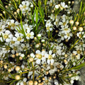 Wax Flower White - 5 Stems - Pudu Ria Florist Southern