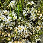 Wax Flower White - 5 Stems - Pudu Ria Florist Southern