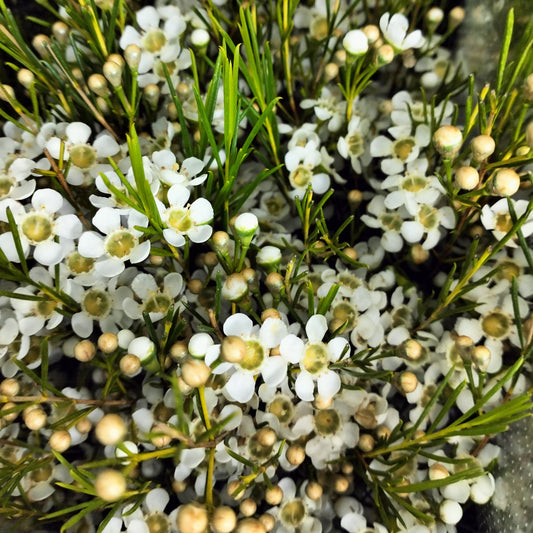 Wax Flower White - 5 Stems - Pudu Ria Florist Southern