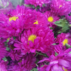 Aster Hot Pink - Per Bunch - Pudu Ria Florist Southern