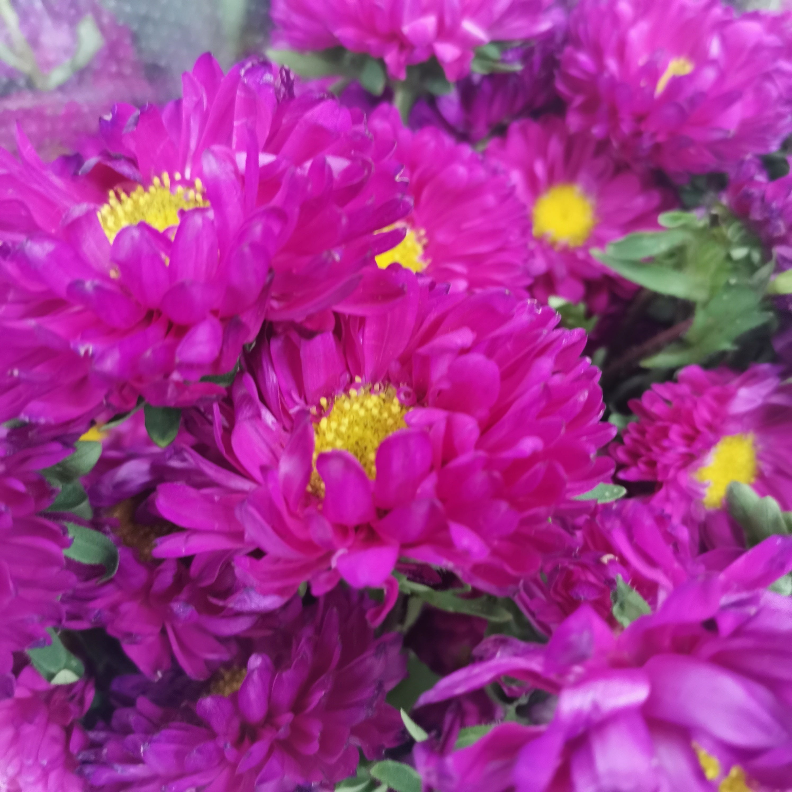 Aster Hot Pink - Per Bunch - Pudu Ria Florist Southern