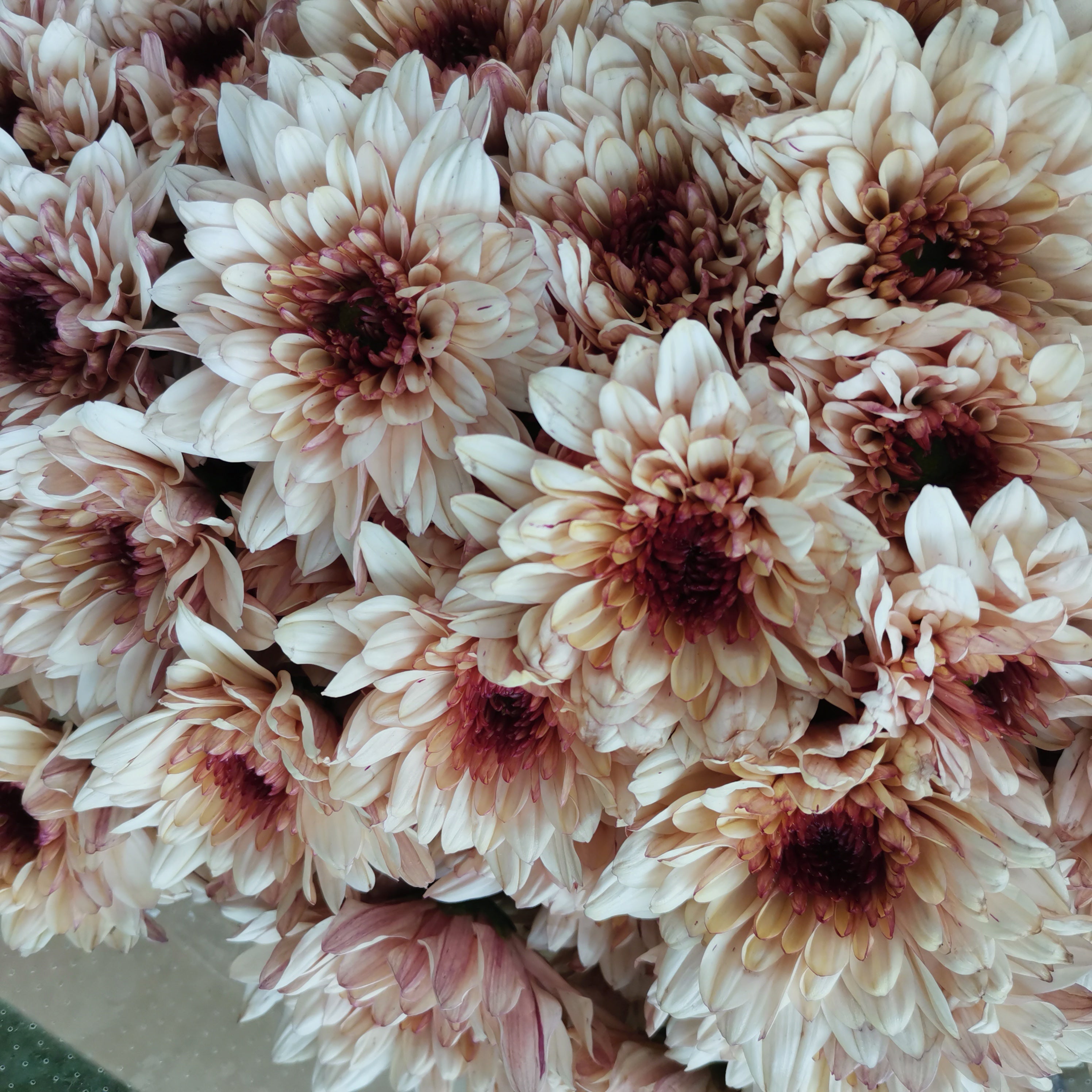 Chrysanthemum Pompom Champagne (10-12 Stems) - Pudu Ria Florist Southern