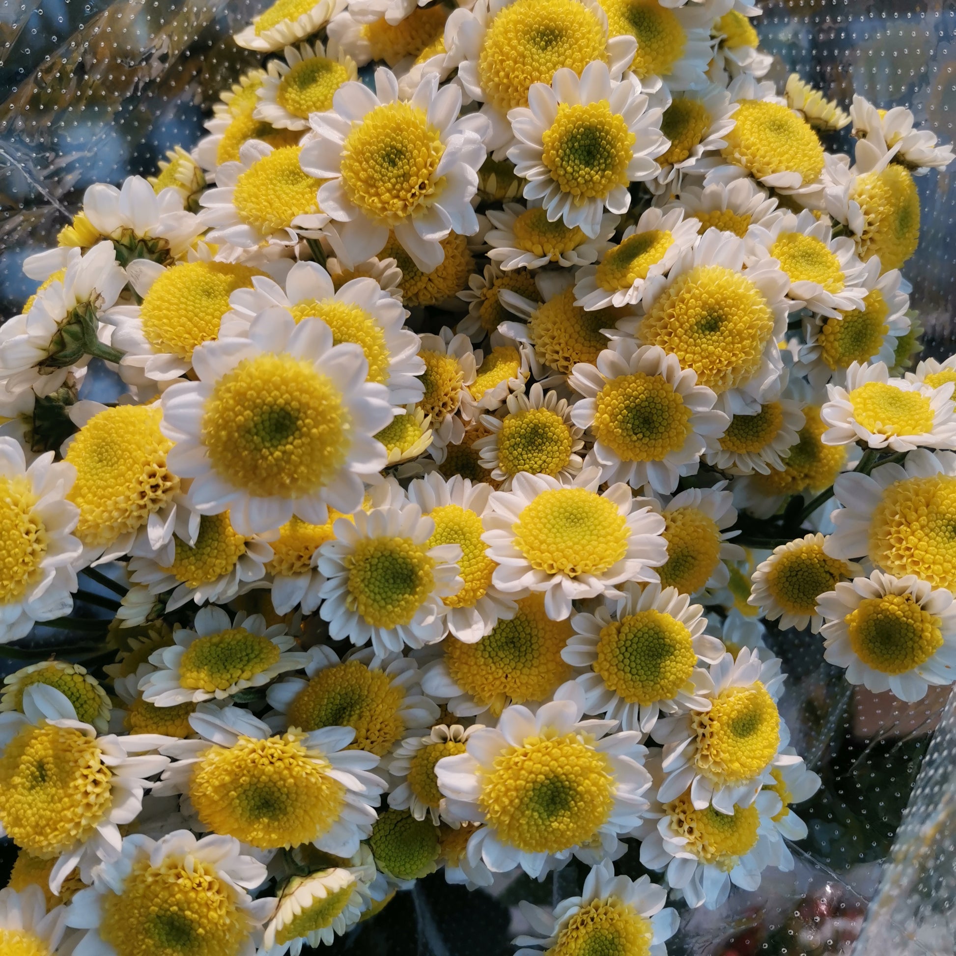 Chrysanthemum Pompom egg (10-12 Stems) - Pudu Ria Florist Southern