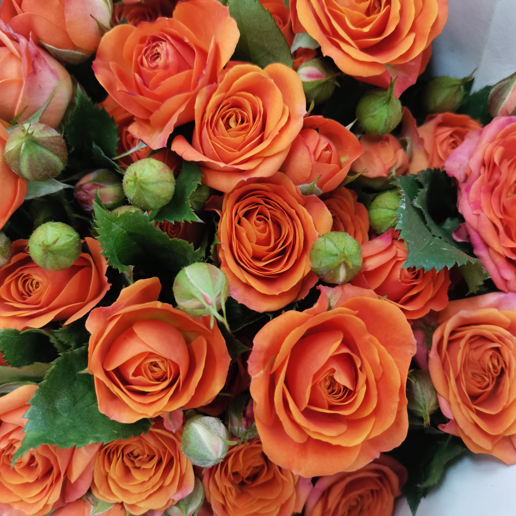 Rose Spray Orange Barbie (8-10 Stems) - Pudu Ria Florist Southern