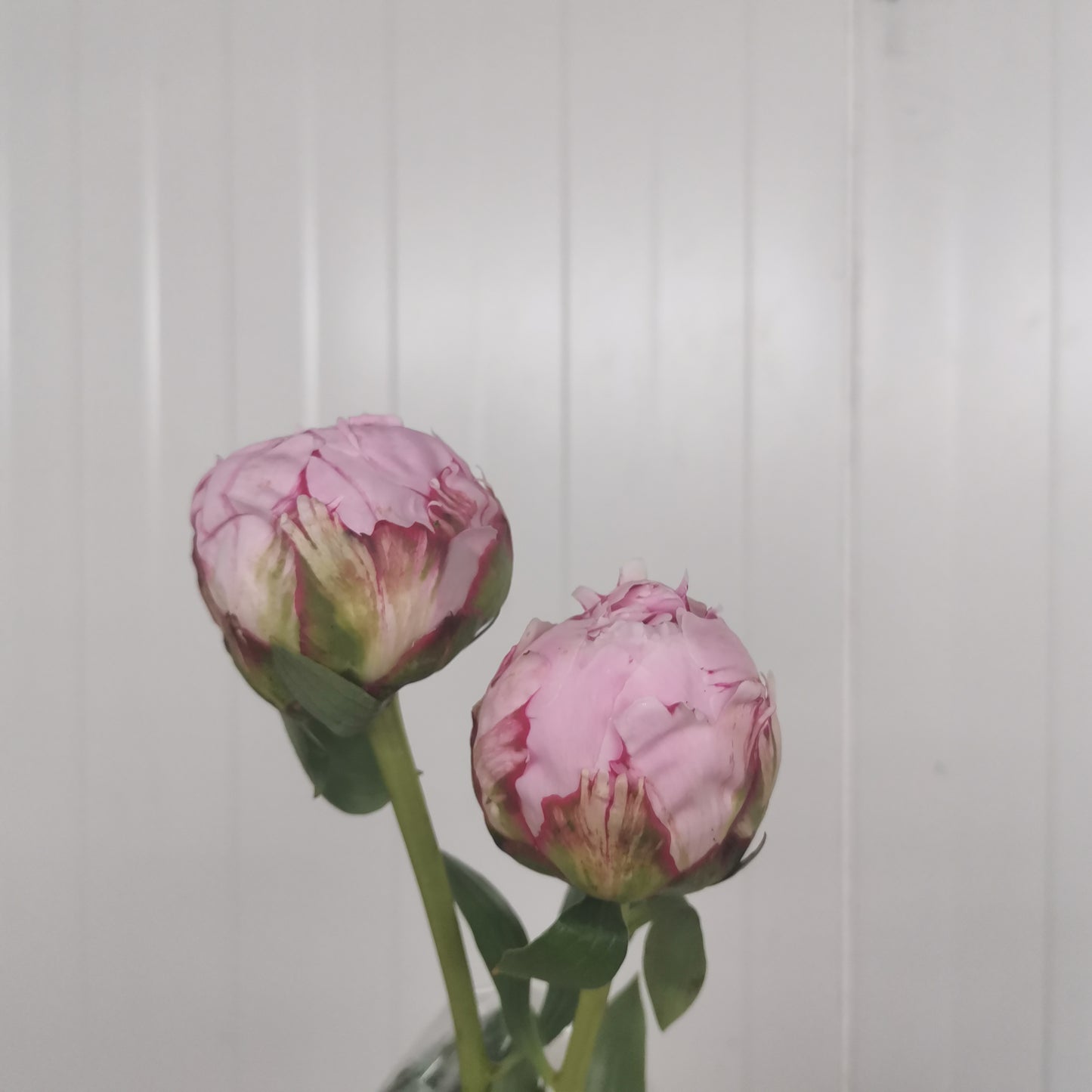 Peony Pink (2 stems) - Pudu Ria Florist Southern