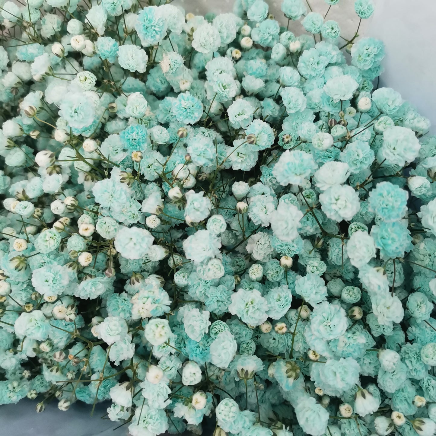 Baby's Breath Mint Blue (8-10 Stems) - Pudu Ria Florist Southern