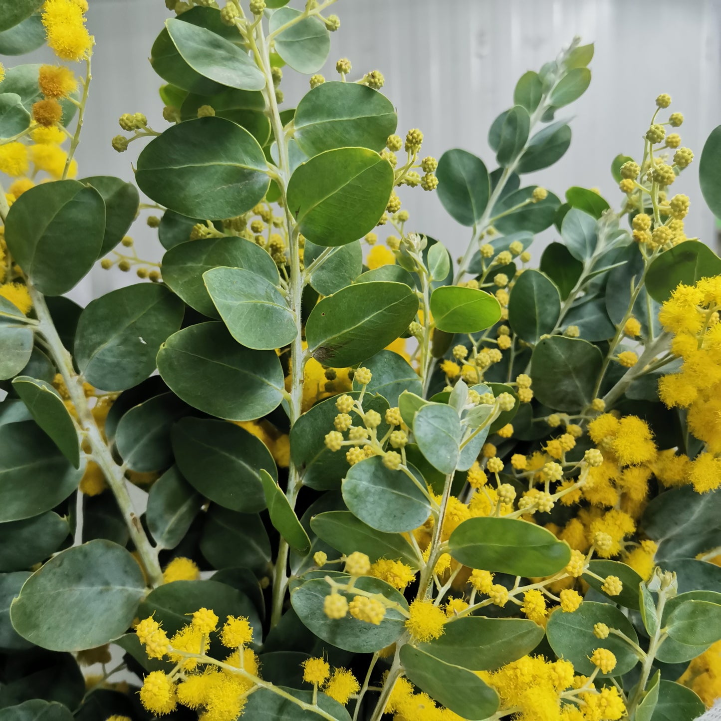 Acacia Mimosa - Pudu Ria Florist Southern
