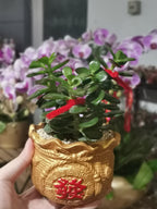 CNY Pot Plant Arrangement 玉树/翡翠木(小) - Pudu Ria Florist Southern