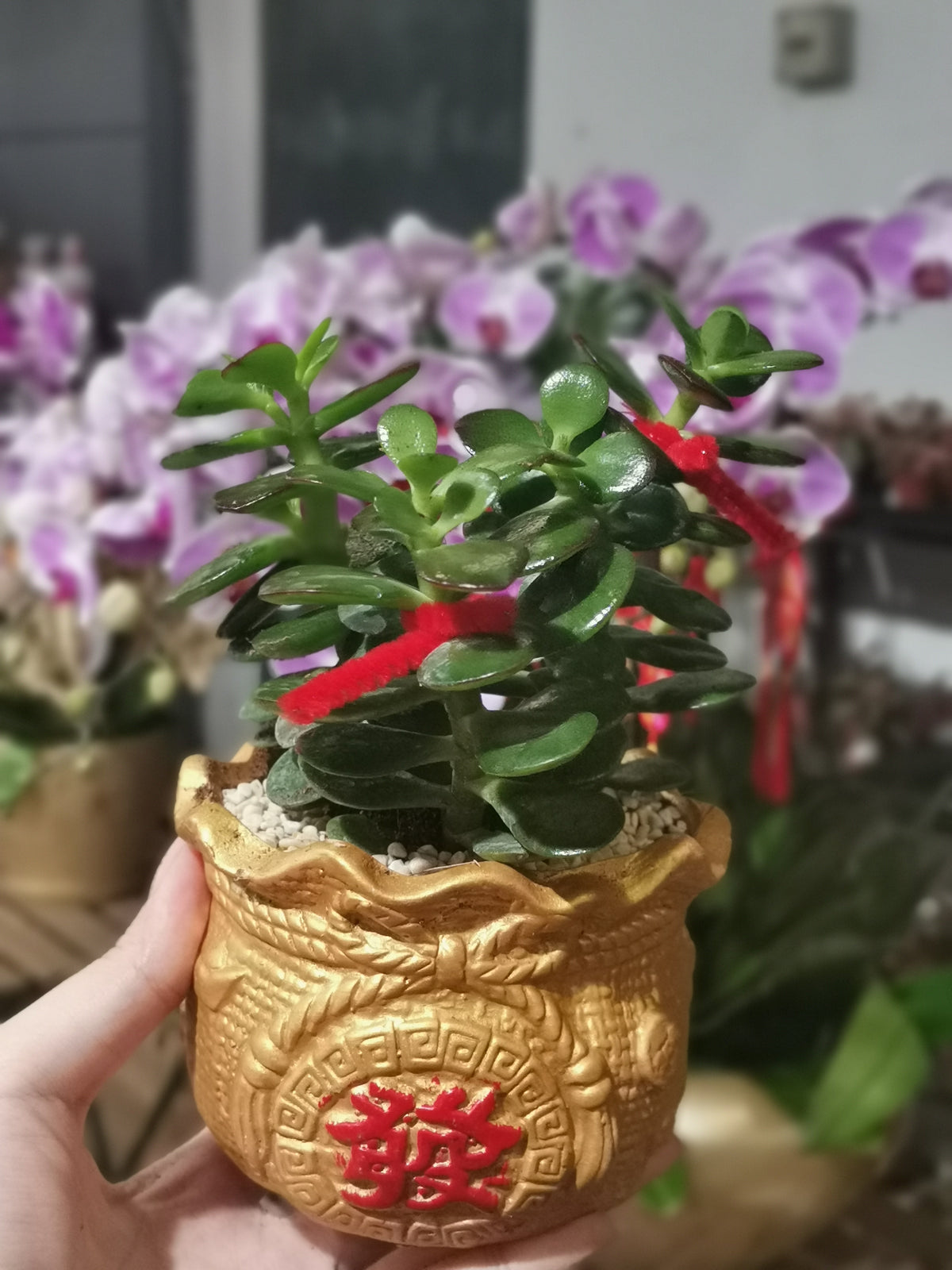 CNY Pot Plant Arrangement 玉树/翡翠木(小) - Pudu Ria Florist Southern