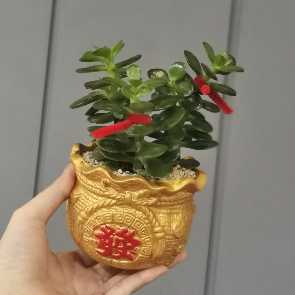 CNY Pot Plant Arrangement 玉树/翡翠木(小) - Pudu Ria Florist Southern
