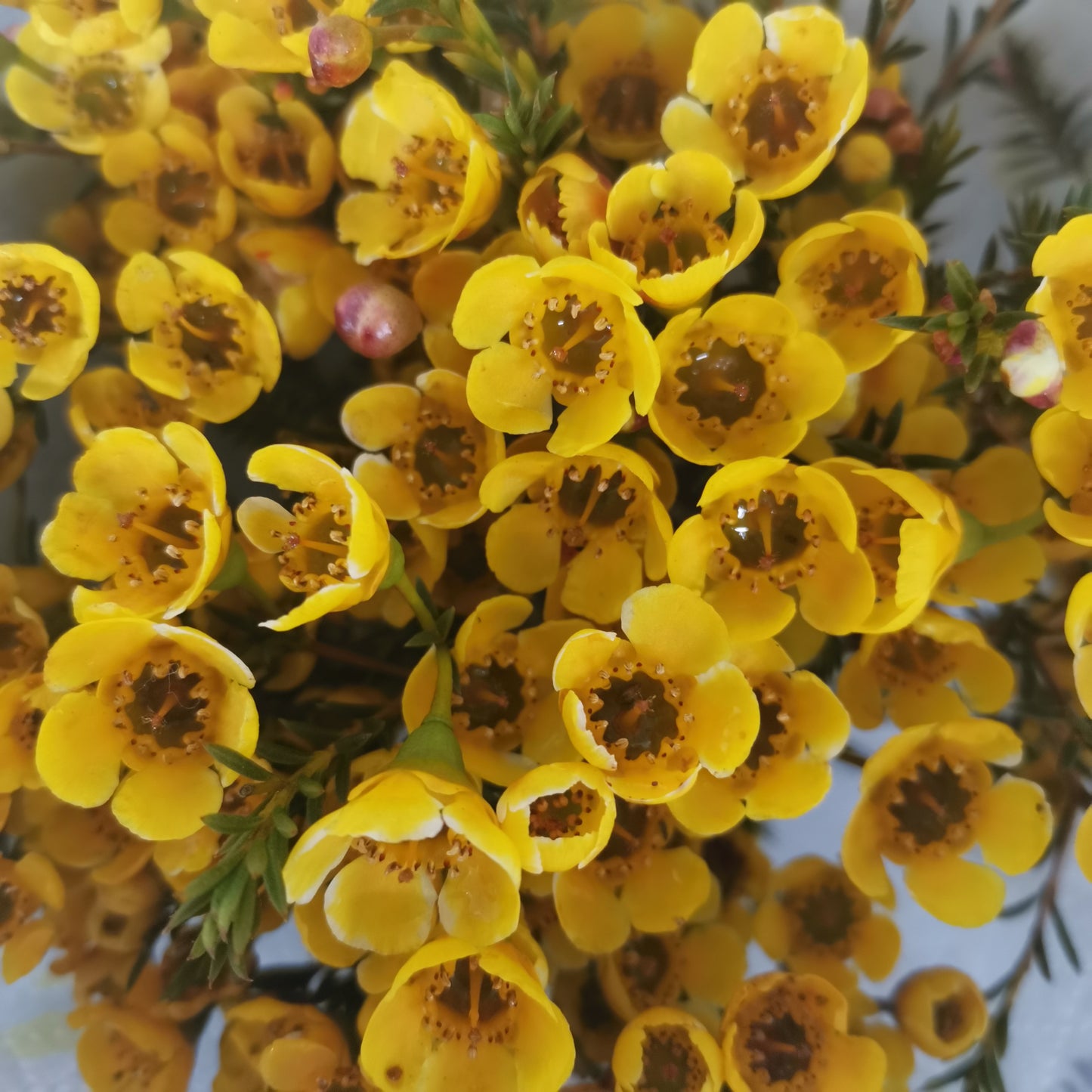 Wax Flower Yellow - Pudu Ria Florist Southern