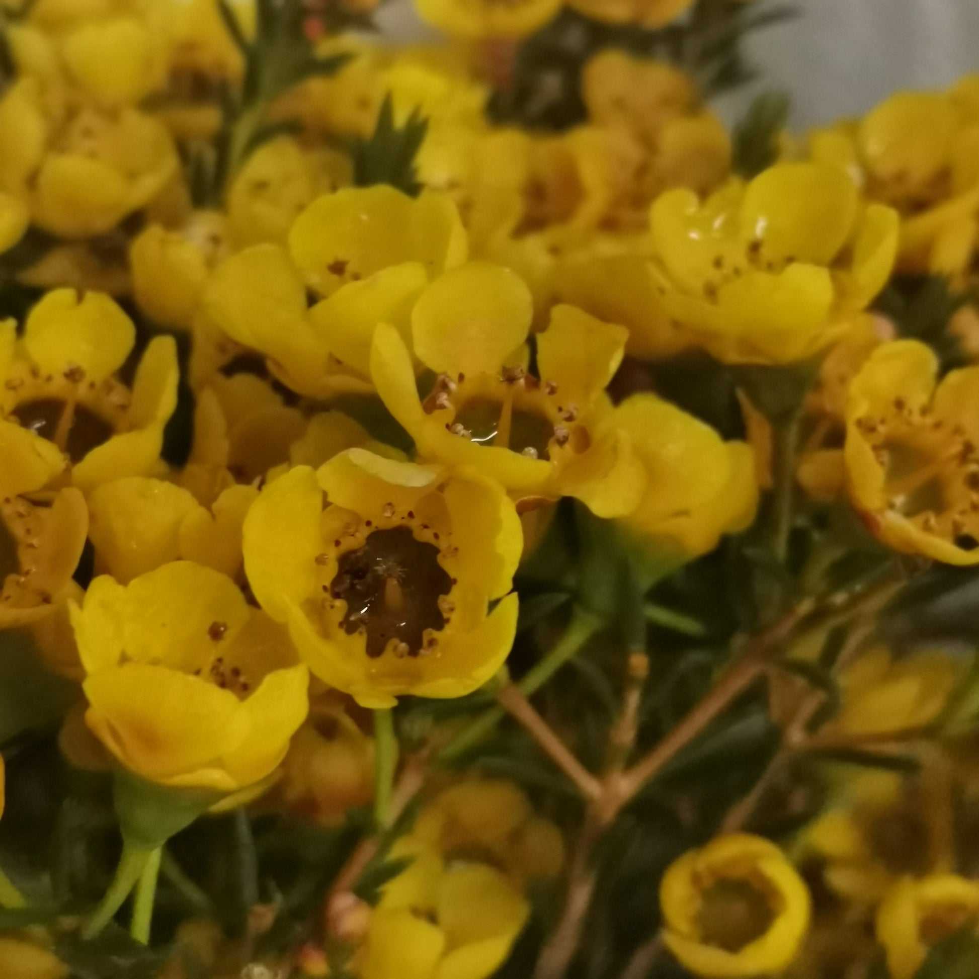 Wax Flower Yellow - Pudu Ria Florist Southern