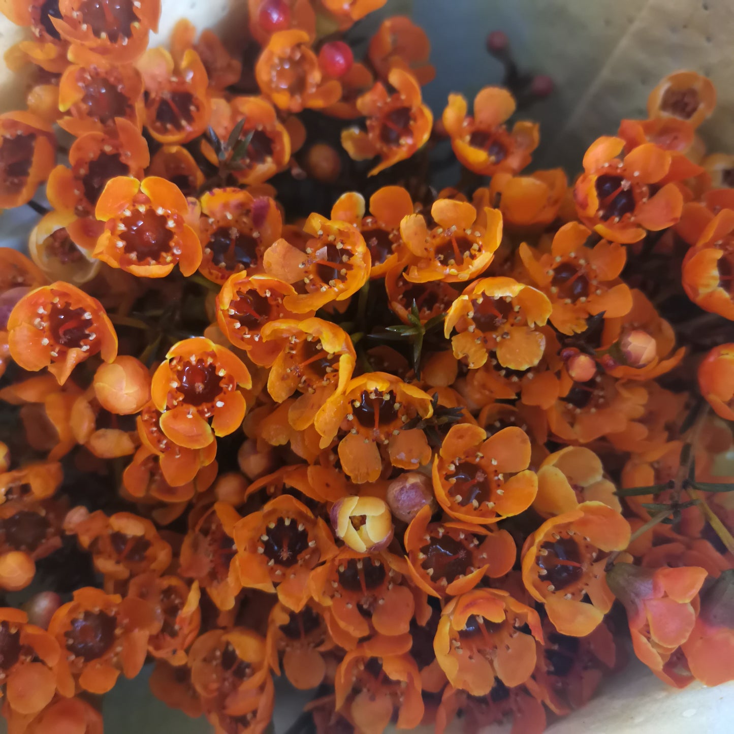 Wax Flower Orange - Pudu Ria Florist Southern