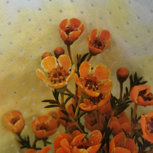 Wax Flower Orange - Pudu Ria Florist Southern