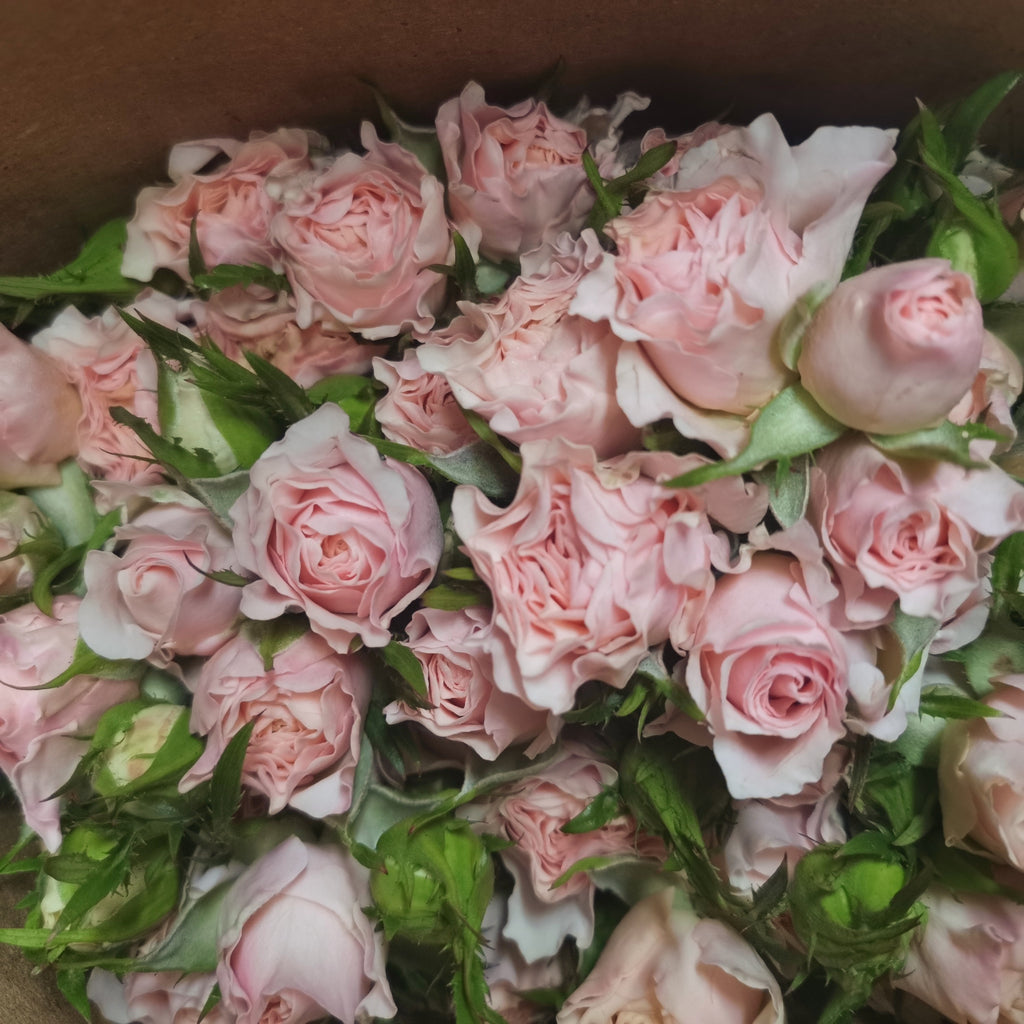 Rose Spray Shelby (8-10 Stems) - Pudu Ria Florist Southern