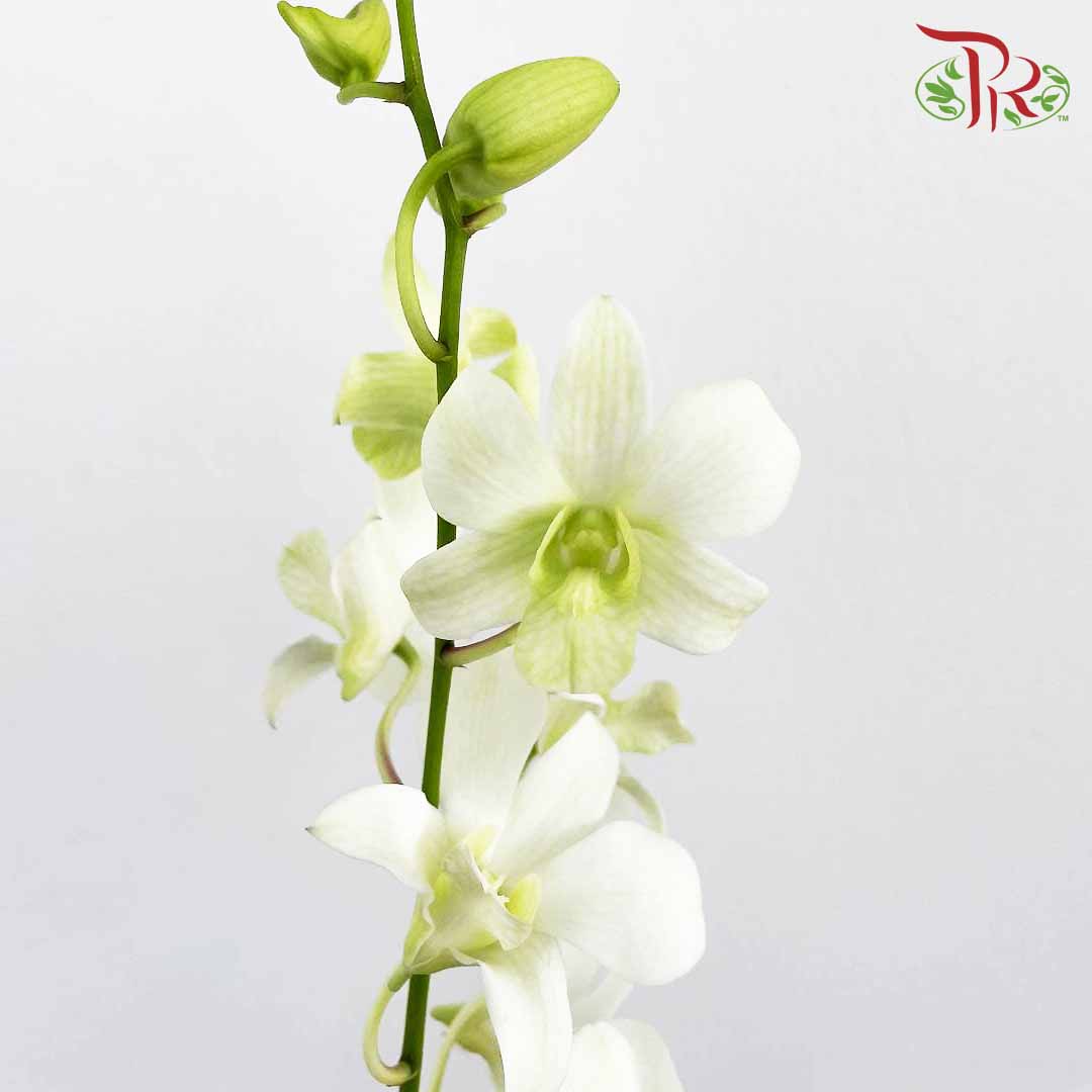 Dendrobium Orchid White / 5 Stems (L) - Pudu Ria Florist Southern