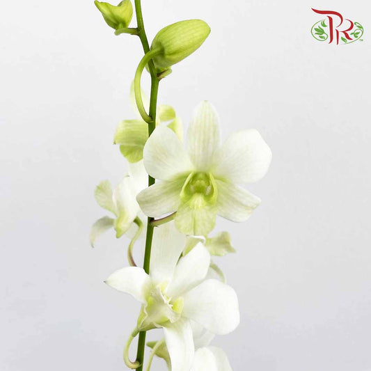 Dendrobium Orchid White / 10 Stems - Pudu Ria Florist Southern