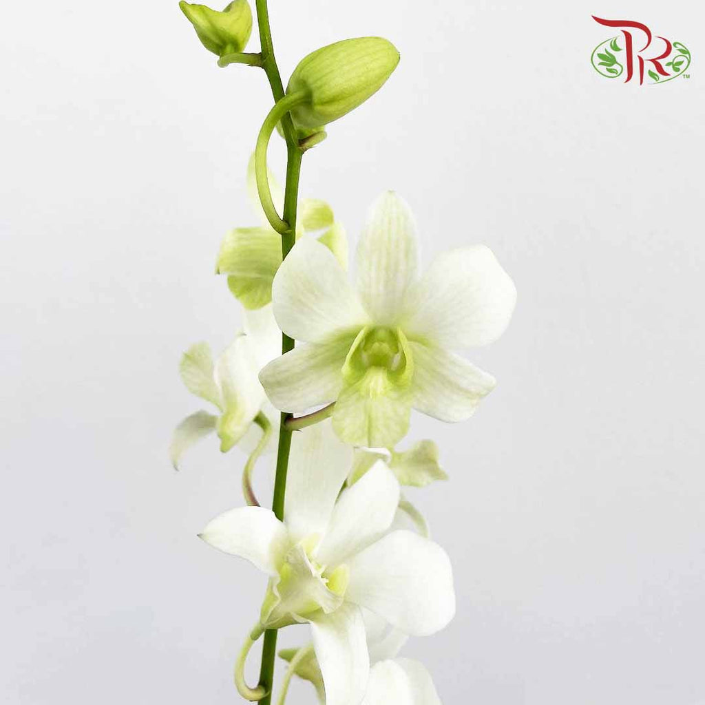 Dendrobium Orchid White / 5 Stems (XL) - Pudu Ria Florist Southern