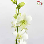 Dendrobium Orchid White / 5 Stems (XL) - Pudu Ria Florist Southern