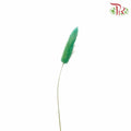 Dry Lagurus (Bunny Tails) - Green - Pudu Ria Florist Southern