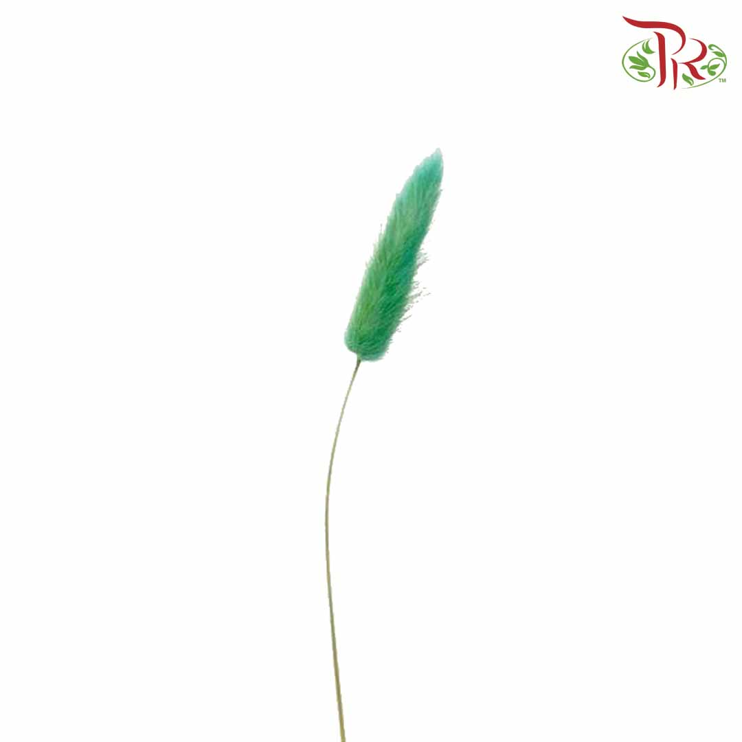 Dry Lagurus (Bunny Tails) - Green - Pudu Ria Florist Southern