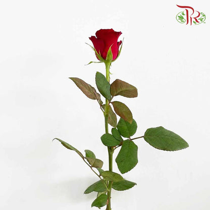 Rose Red (8-10 Stems) - Pudu Ria Florist Southern