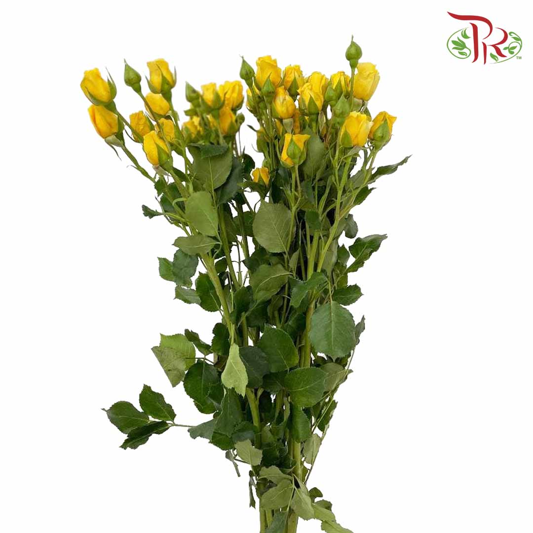 Rose Spray Yellow (8-10 Stems) - Pudu Ria Florist Southern