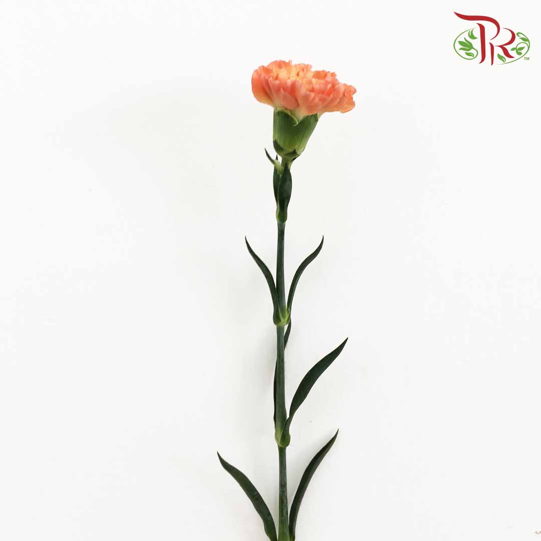 Carnation Red/Orange (18-20 Stems) - Pudu Ria Florist Southern