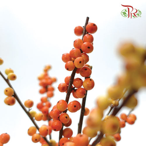 Ilex Gold (60cm) - 5 Stems - Pudu Ria Florist Southern
