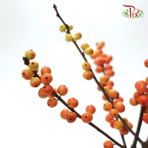 Ilex Gold (60cm) - 5 Stems - Pudu Ria Florist Southern