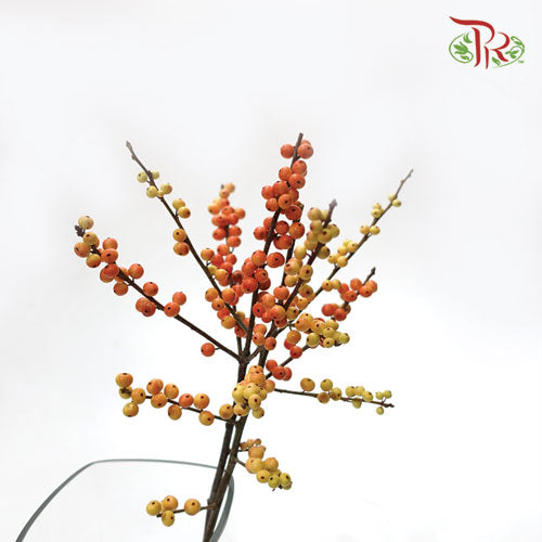 Ilex Gold (60cm) - 5 Stems - Pudu Ria Florist Southern