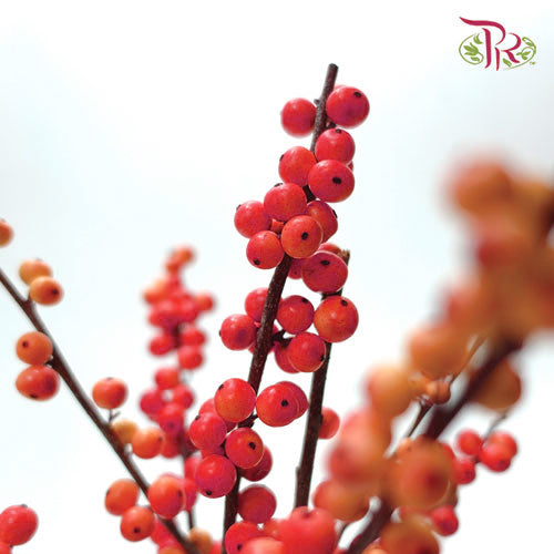 Ilex Red (60cm) - 5 Stems - Pudu Ria Florist Southern