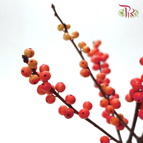Ilex Red (60cm) - 5 Stems - Pudu Ria Florist Southern