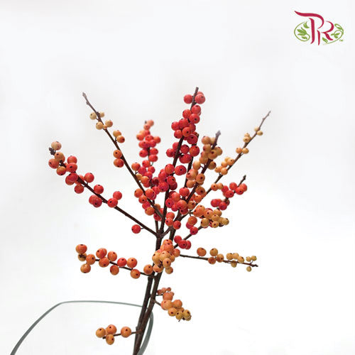 Ilex Red (60cm) - 5 Stems - Pudu Ria Florist Southern